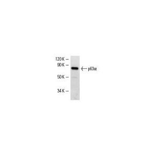 p63α (C-12)