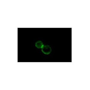 Integrin αL (16B8) L