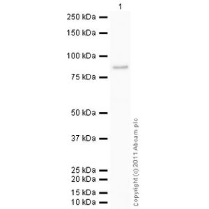 Anti-Inhibin beta E chain antibody(AB103167)