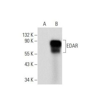 EDAR (H-7) | Science Company | Labroots