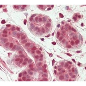 Neutrophil Elastase Inhibitor Assay Kit(AB118971)