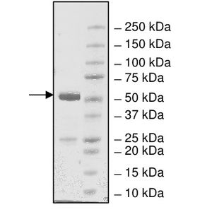 Gold Conjugation Kit (40nm, 20 OD)(AB154873)
