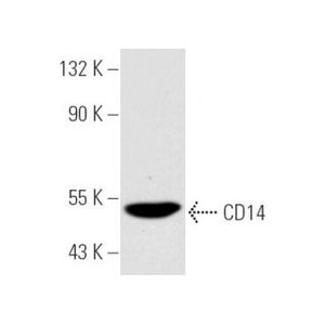 CD14 (UCH-M1) Alexa Fluor® 680