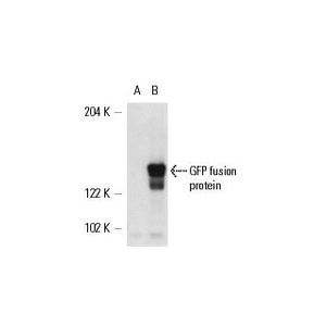 GFP (B-2) PE