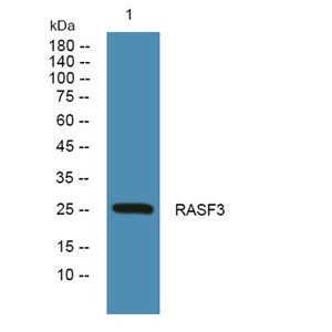Anti-RASF3 antibody