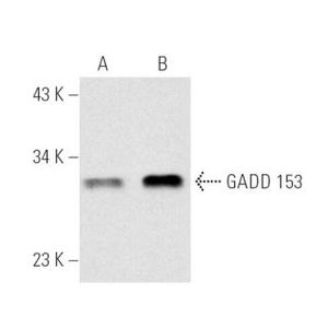 GADD 153 (B-3) Alexa Fluor® 790