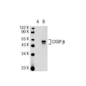 C/EBP β (H-7) PE