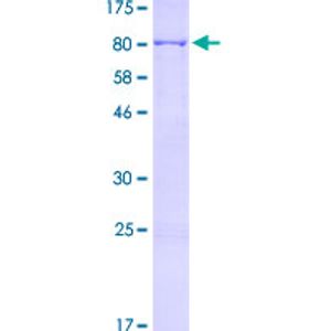 Anti-PD-L1 antibody [SP142] - C-terminal(AB228462)