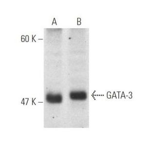 GATA-3 (HG3-35) AC