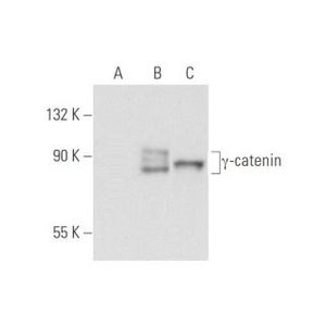 γ-catenin (H-1)