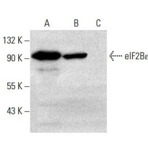 eIF2Bε (P-7)