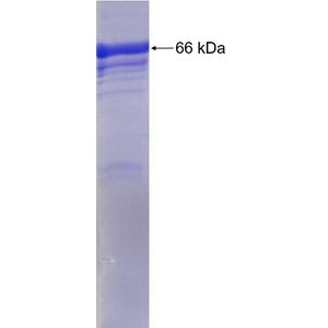 Recombinant Human AIFM2 protein, GST-tagged