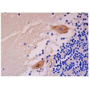 OSMR β (AN-A2) FITC