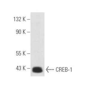 CREB-1 (24H4B) X