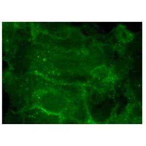 Integrin α6 (BQ16) FITC