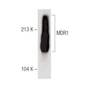 MDR1 (G-1) Alexa Fluor® 488