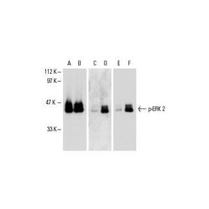 ERK 2 (D-2) Alexa Fluor® 680