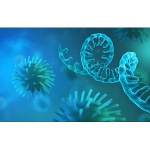 Partial tRNA Tryptophan