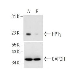 HP1γ siRNA (h)