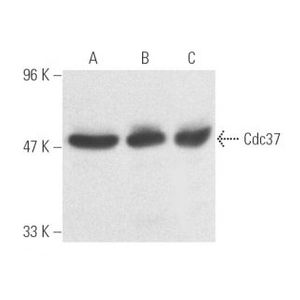 Cdc37 (E-4) FITC