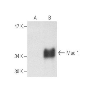 Mad 1 (F-1) Alexa Fluor® 790