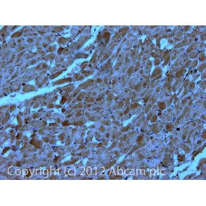 Anti-Myc tag antibody(AB9106)