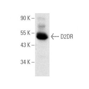 D2DR (B-10) Alexa Fluor® 680