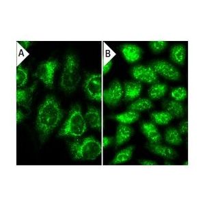 caspase-9 p10 (F-7) Alexa Fluor® 488