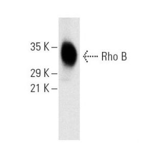 Rho B (C-5) Alexa Fluor® 488