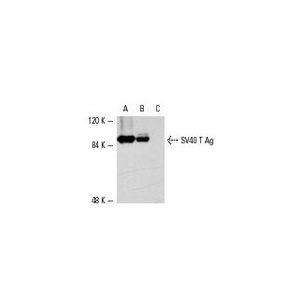 SV40 T Ag (Pab 108) PE
