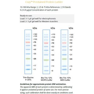 Cozy™ Prestained Protein Ladder