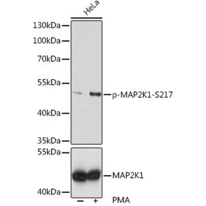 Anti-Phospho-MAP2K1-(S217) antibody