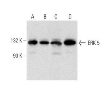 ERK 5 C 7 Alexa Fluor 680 Science Company Labroots