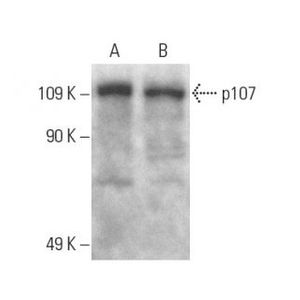 p107 (SD9) Alexa Fluor® 594