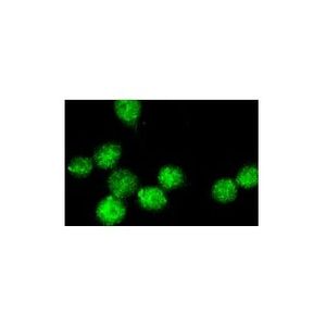 HuR (3A2) Alexa Fluor® 790