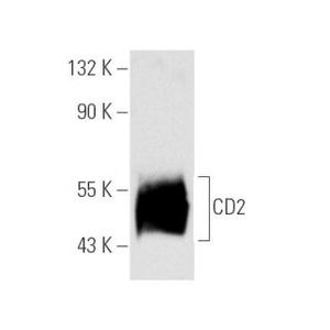 CD2 (Huly-m1) FITC