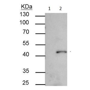 Cyclic GMP Complete ELISA Kit(AB133052)