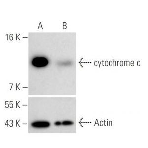 cytochrome c siRNA (h)