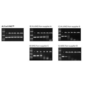 Cod Uracil-DNA Glycosylase