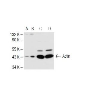 Actin (C-2)