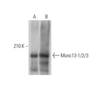 Munc13 1 2 3 32 Science Company Labroots