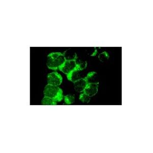 JAK1 (A-9) Alexa Fluor® 647