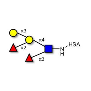Blood group B Lewis y antigen pentaose type 2 grafted on HSA