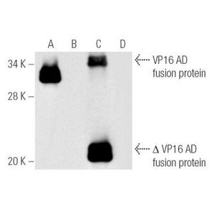 VP16 (1-21) Alexa Fluor® 680