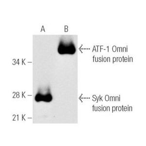 Omni-probe (D-8) Alexa Fluor® 488