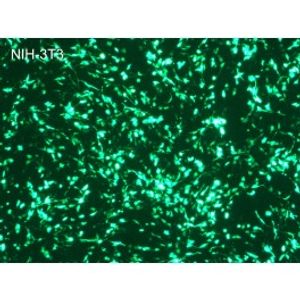 LipoMag Kit -DNA Transfection Reagent