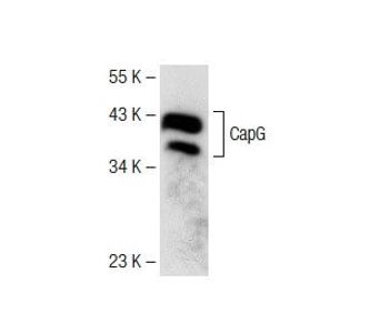 CapG B 9 Science Company Labroots