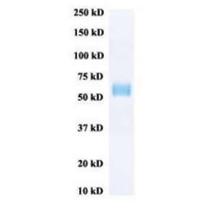 Mouse IgE ELISA Kit(AB157718)