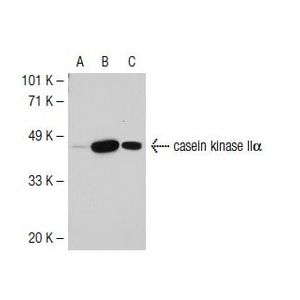 casein kinase IIα (1AD9) Alexa Fluor® 647