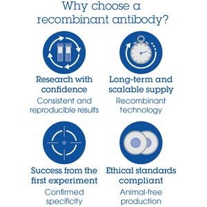 Anti-Claudin 18.2 antibody [EPR19202](AB222512)